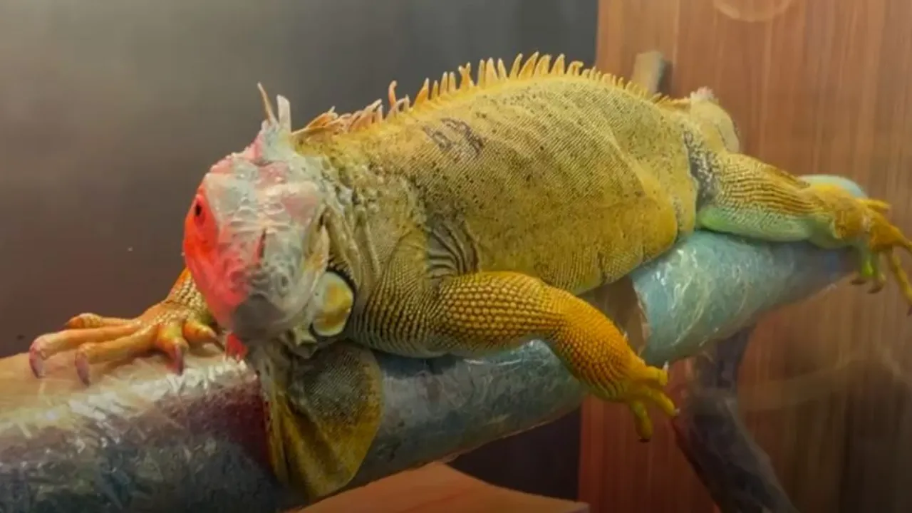 Kaçak yollarla getirilen egzotik hayvanlar muhafazaya alındı