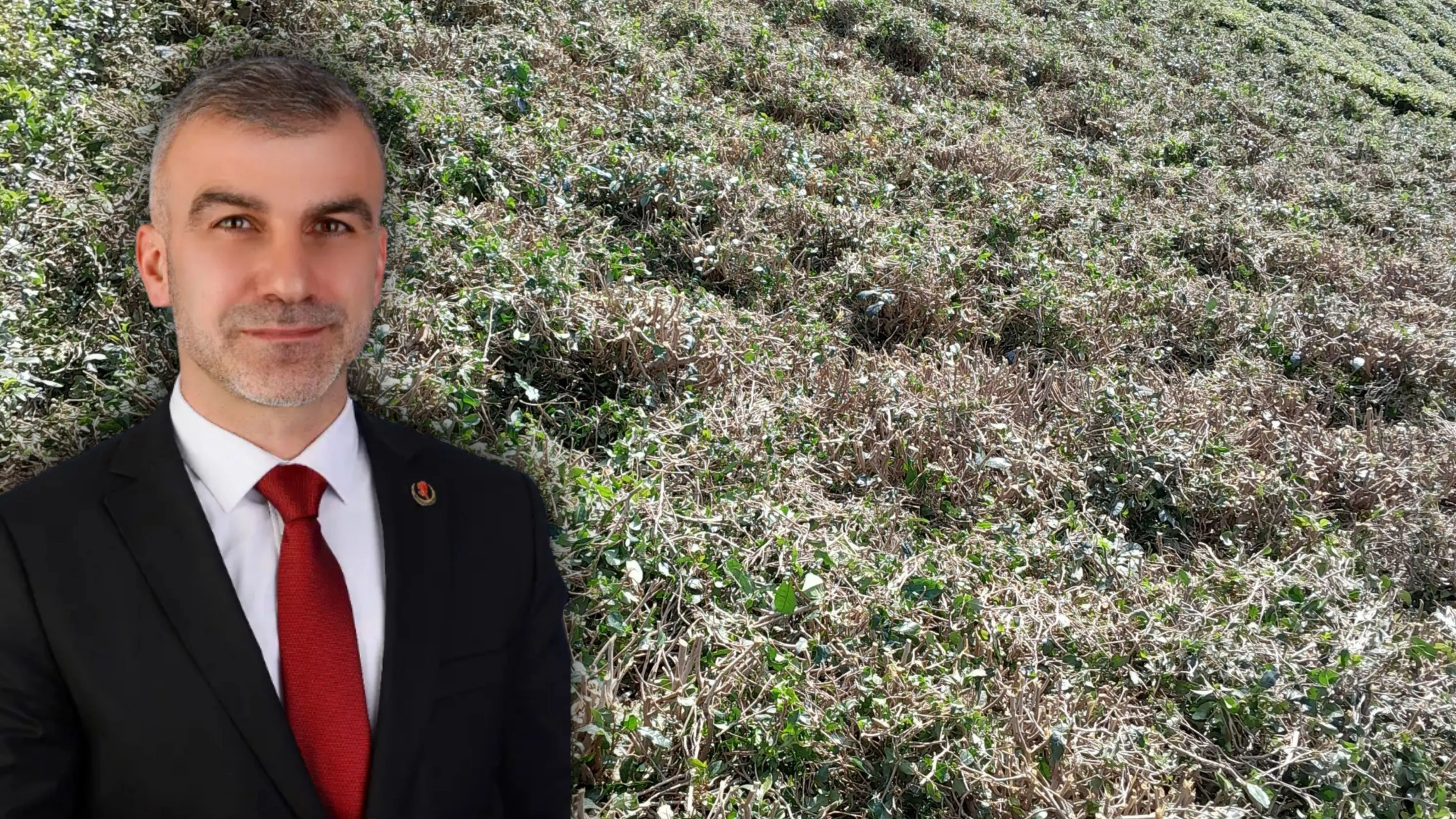 BBP’den çayda budama tepkisi: Üretici cüzdanı iptaline karşıyız