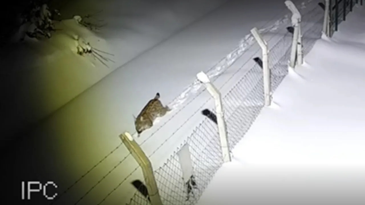 Ordu’da nesli tehlike altındaki vaşak kamerada