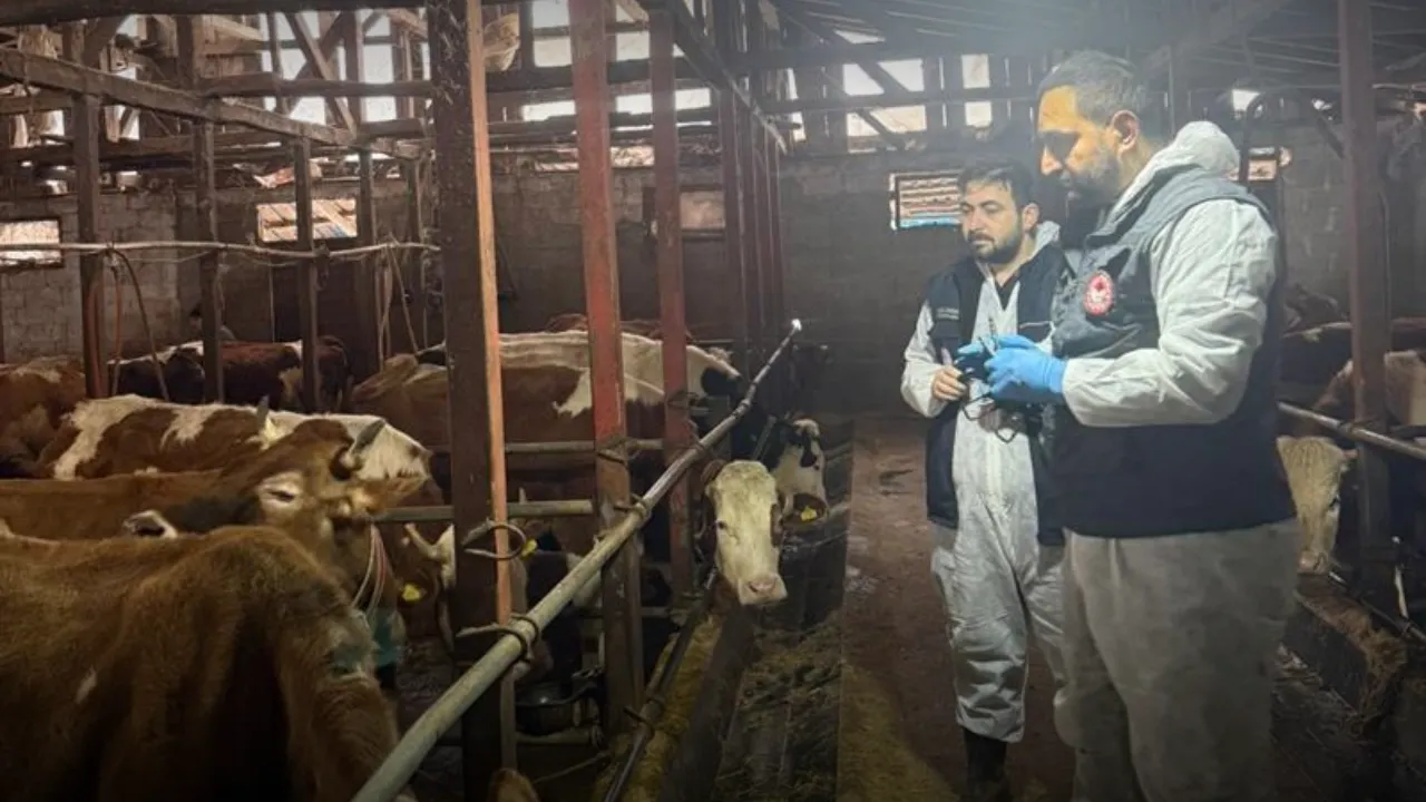 Rize’de ilkbahar şap aşılama çalışmaları başladı