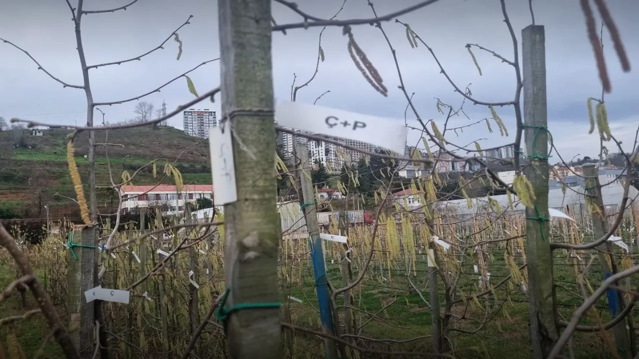 Fındıkta kozalak akarı verim kaybına yol açıyor