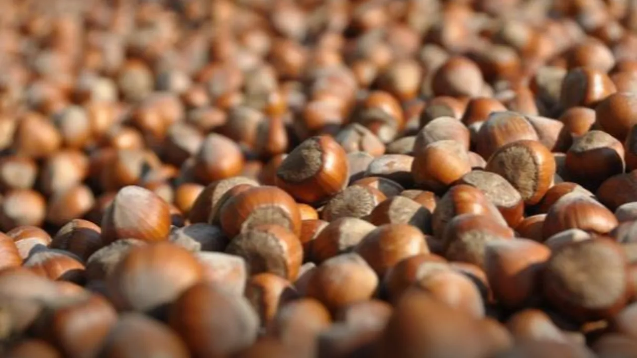 Trabzon'un fındık ihracatı 2 ayda 60,6 milyon doları aştı