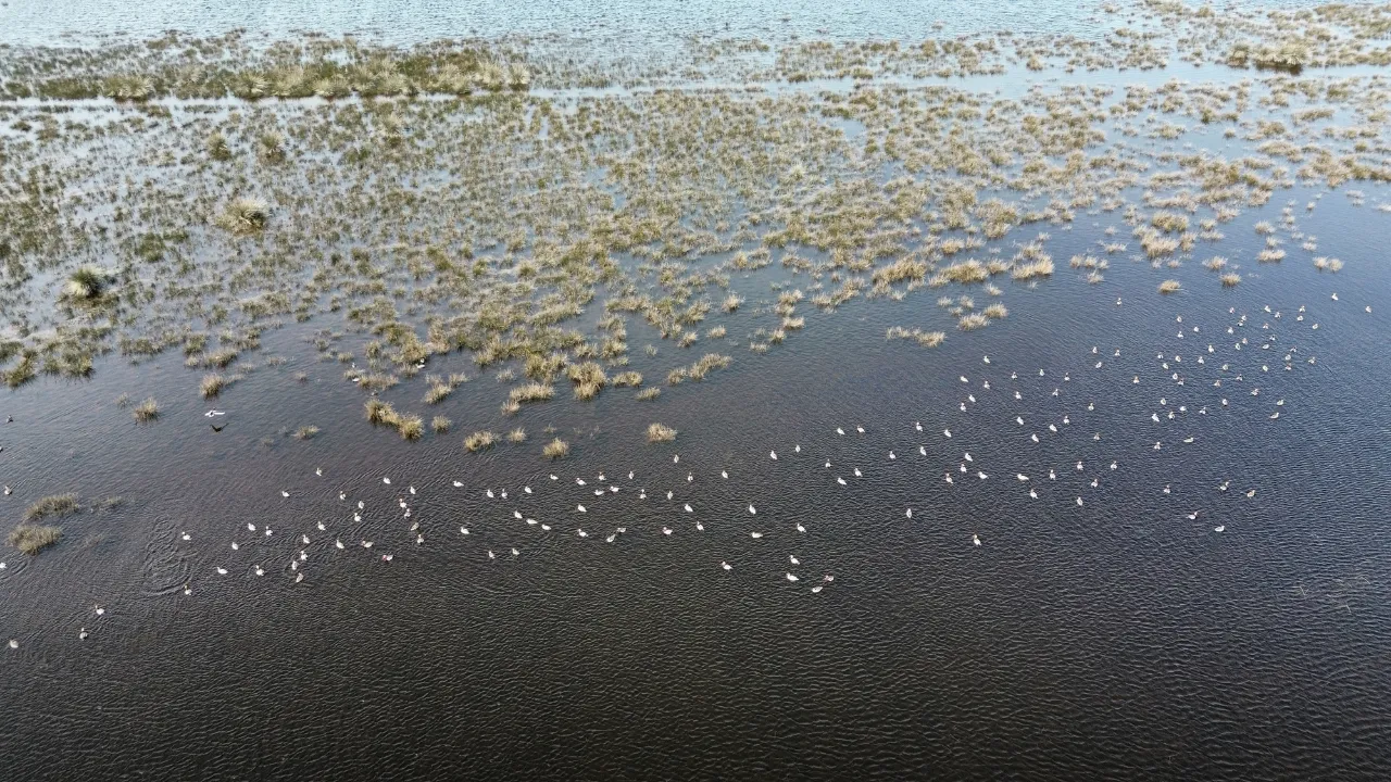 Samsun Kızılırmak Deltası'nda kuşların kuluçka dönemi başladı