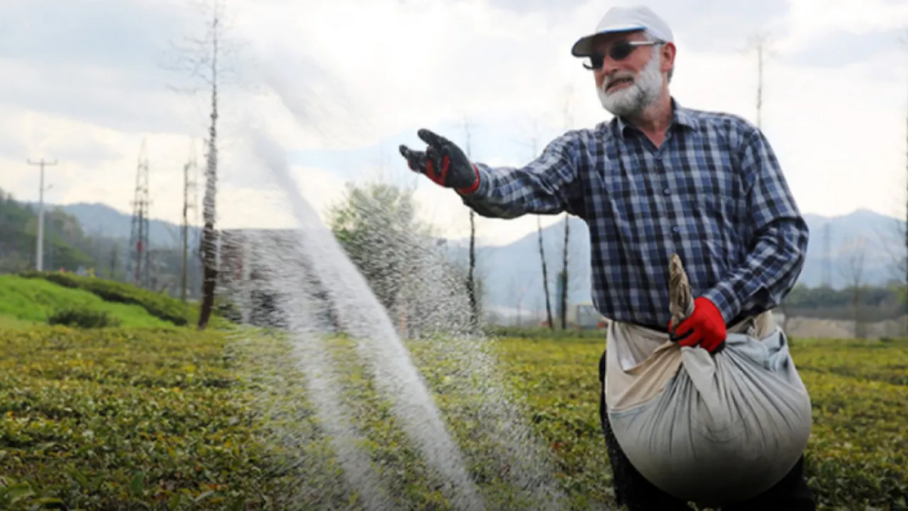 Çay Bahçelerinde Gübreleme ve Bakım Zamanı