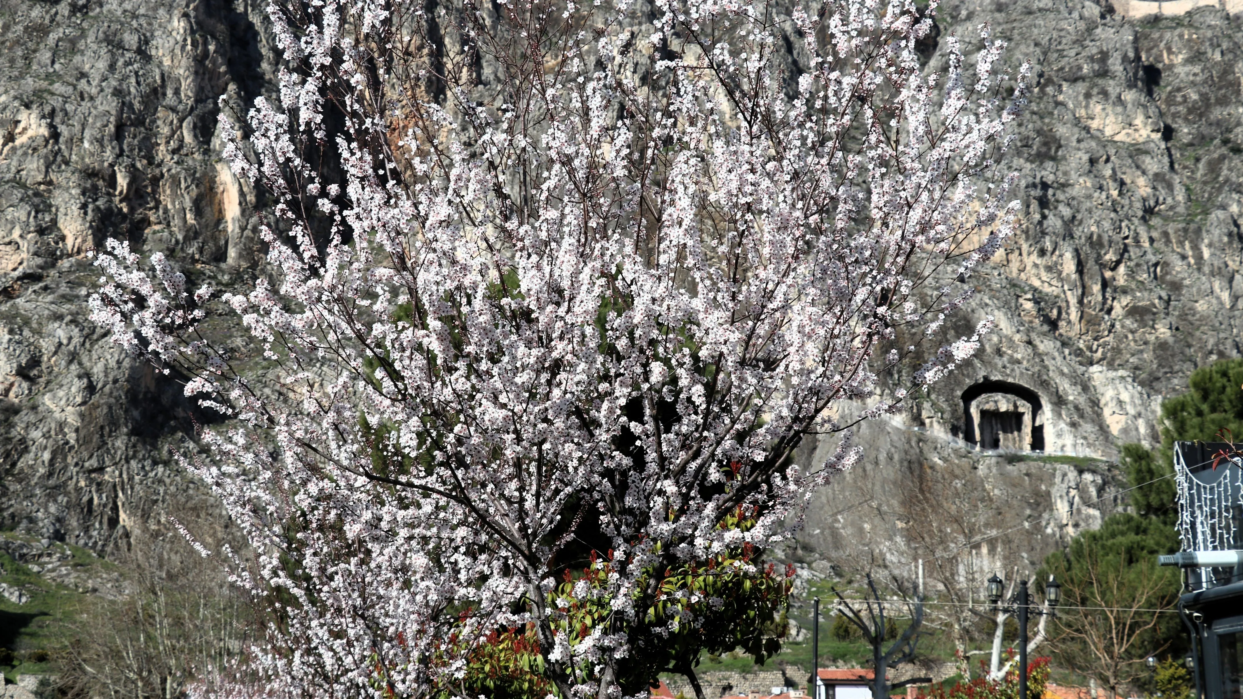 Amasya’da çiçek açan ağaçlar görsel şölen oluşturdu