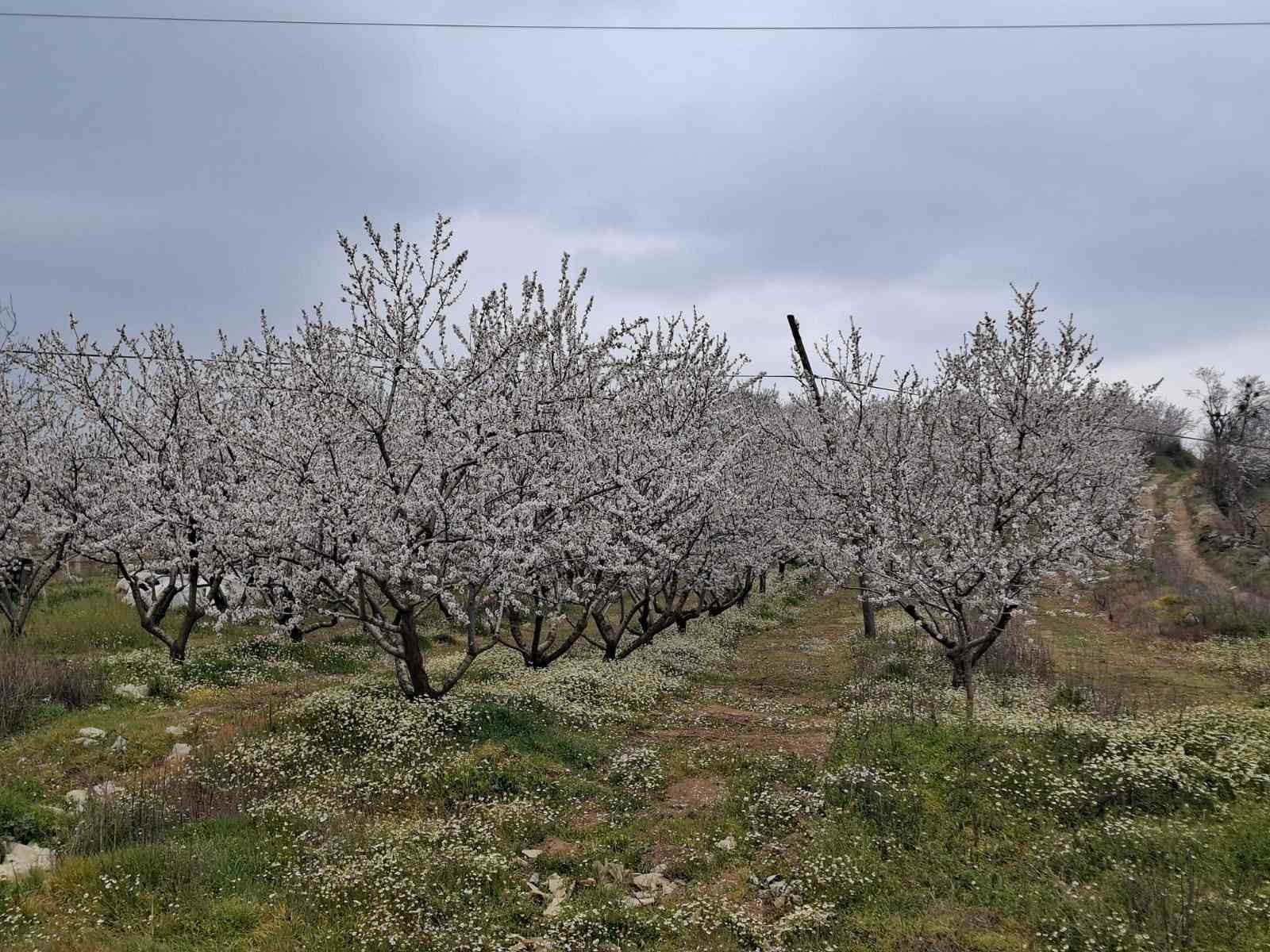 Erken çiçek açan ağaçlar don tehlikesiyle karşı karşıya