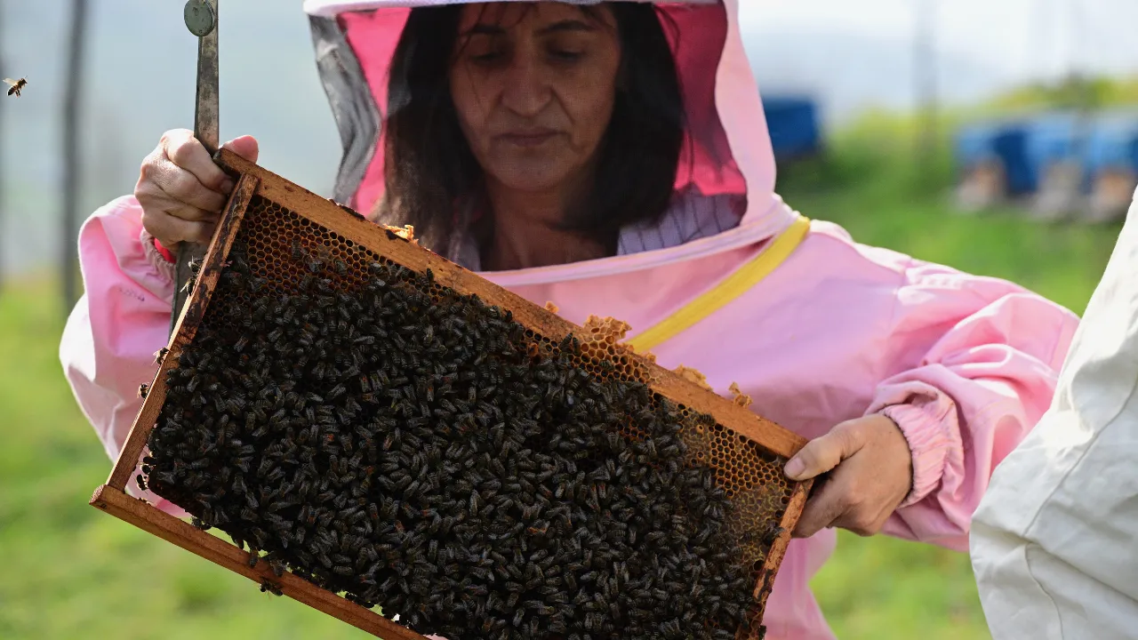 Arıların küresel ısınmadan çok elektromanyetik alanlardan etkilendiği belirlendi