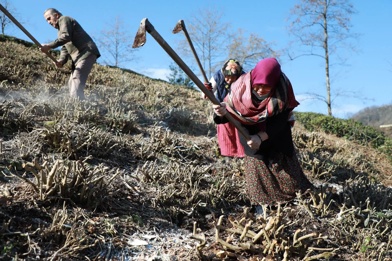 Yaş Çay Üreticilerine Kritik Uyarı: 2026 Yılı Budama Ölçümleri Başladı!