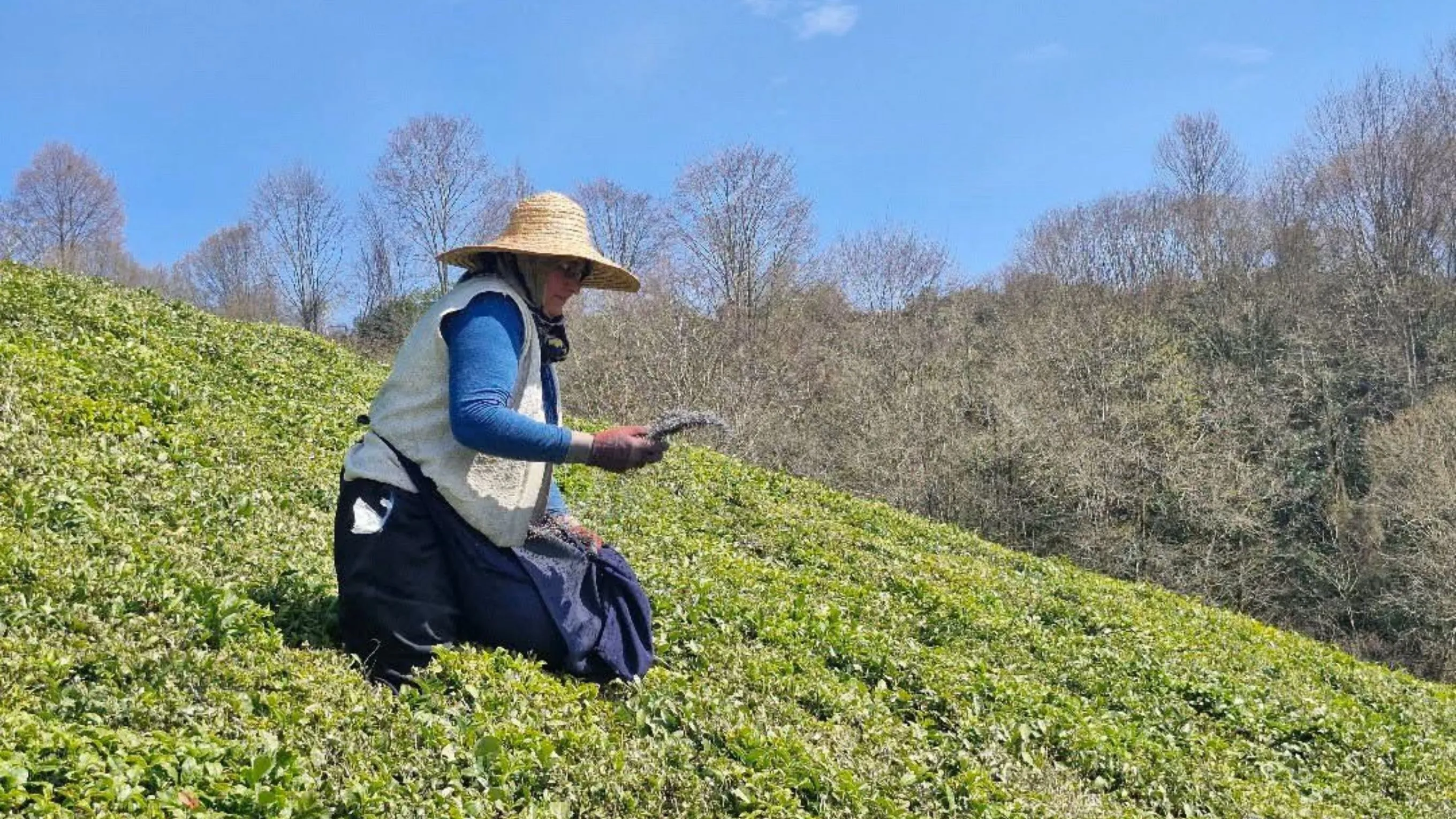 Rize’de çay sezonu öncesi gübre mesaisi başladı
