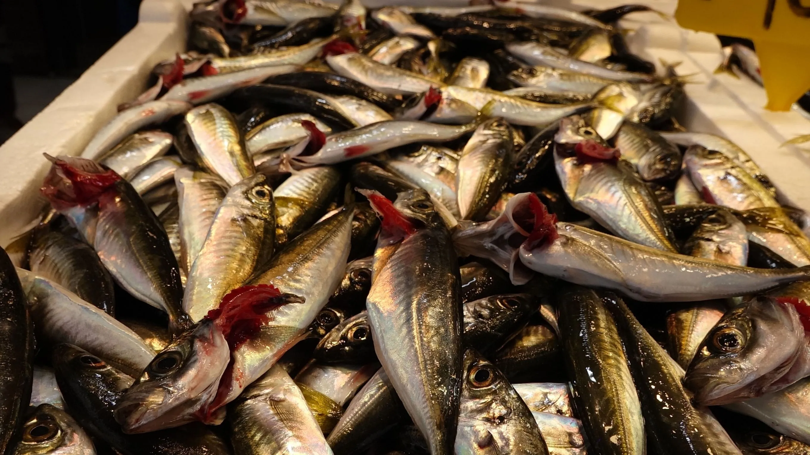 Av yasağı yaklaştı; hamsi yerini istavrite bıraktı