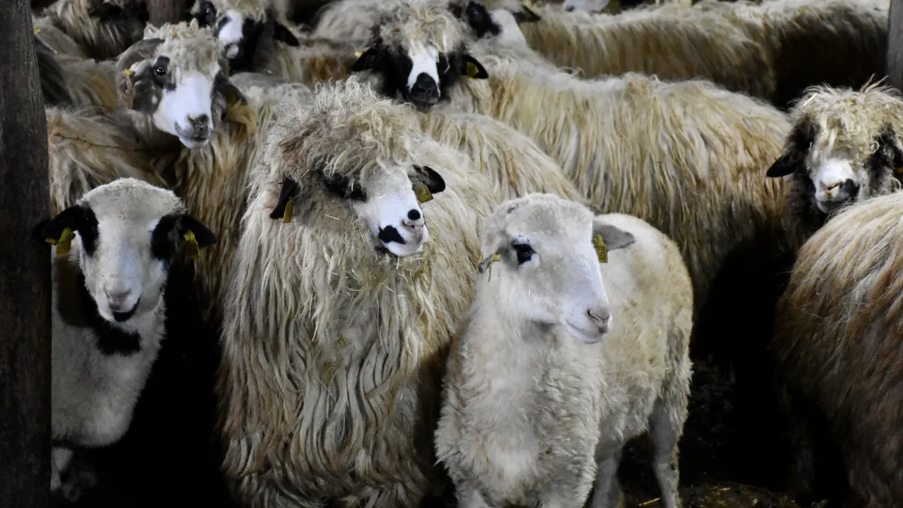 Karadenizli besici sürüsünü devlet desteğiyle 5 kat büyüttü