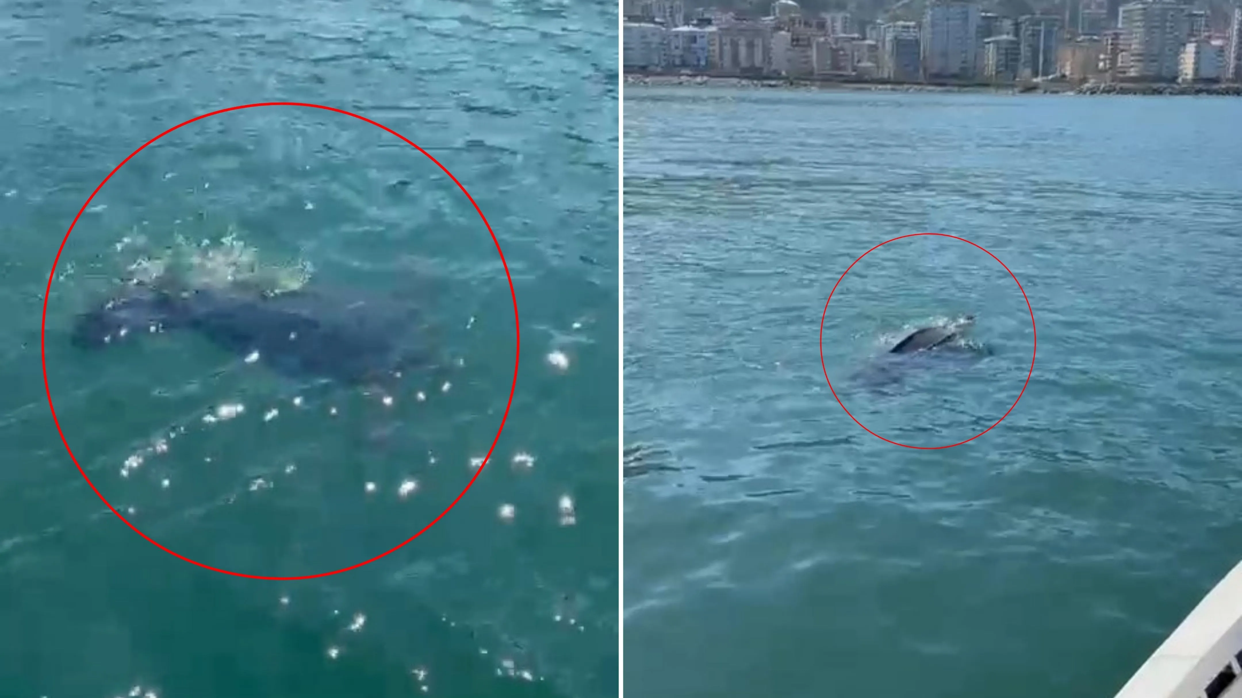 Rize'de nadir görülen deniz kaplumbağası şaşkınlık yarattı