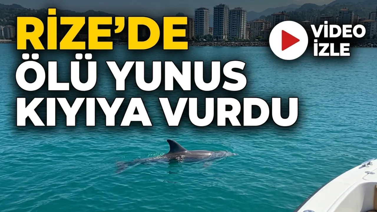 Rize'de Ölü Yunus Kıyıya Vurdu