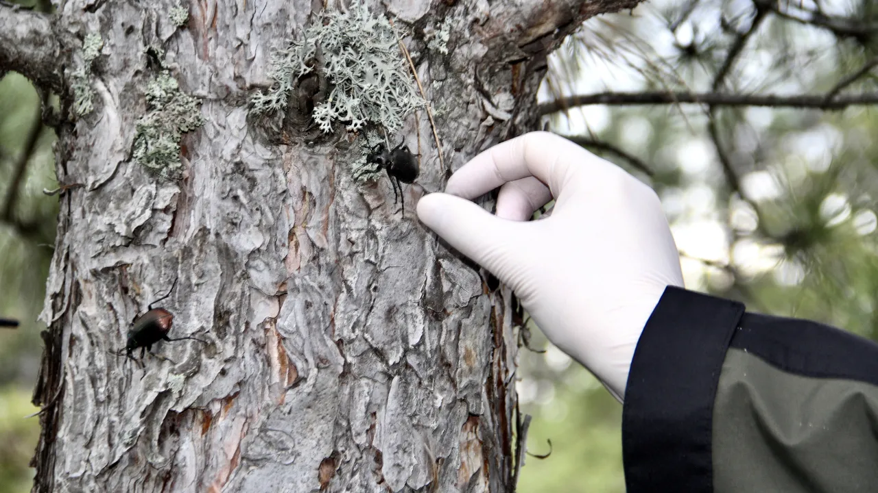Sinop'ta çam kese zararlısına karşı 10 bin avcı böcekle mücadele edilecek