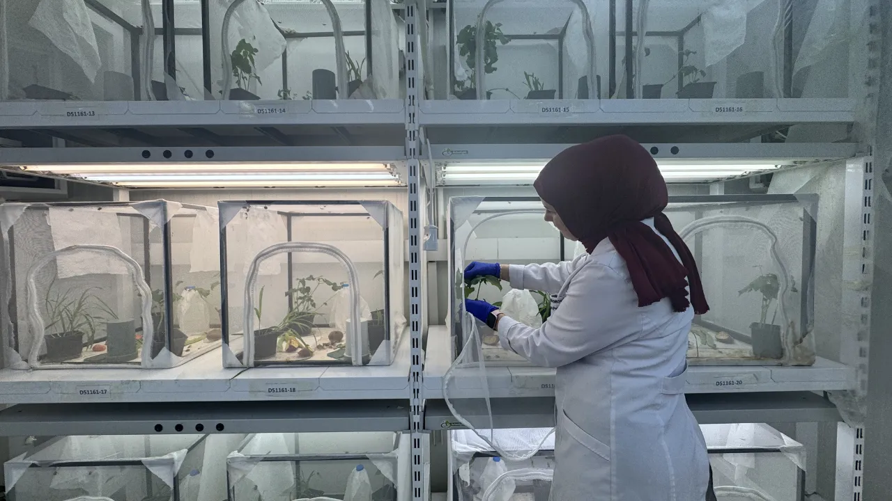  40 İlde Doğaya 1 Milyon 650 Bin Samuray Arısı Salınacak