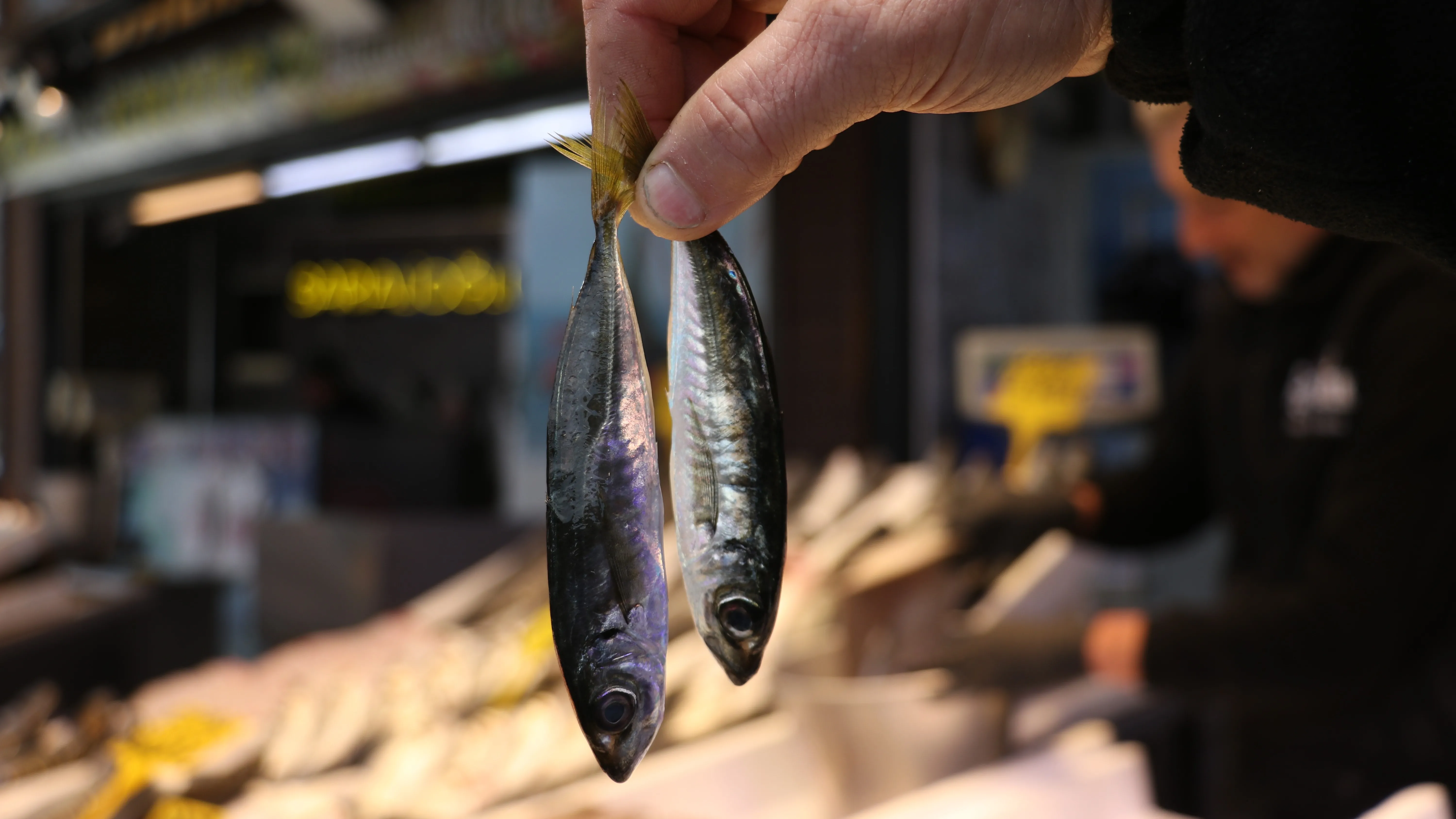 Palamudun üzdüğü Karadenizli balıkçıları hamsi mutlu etti