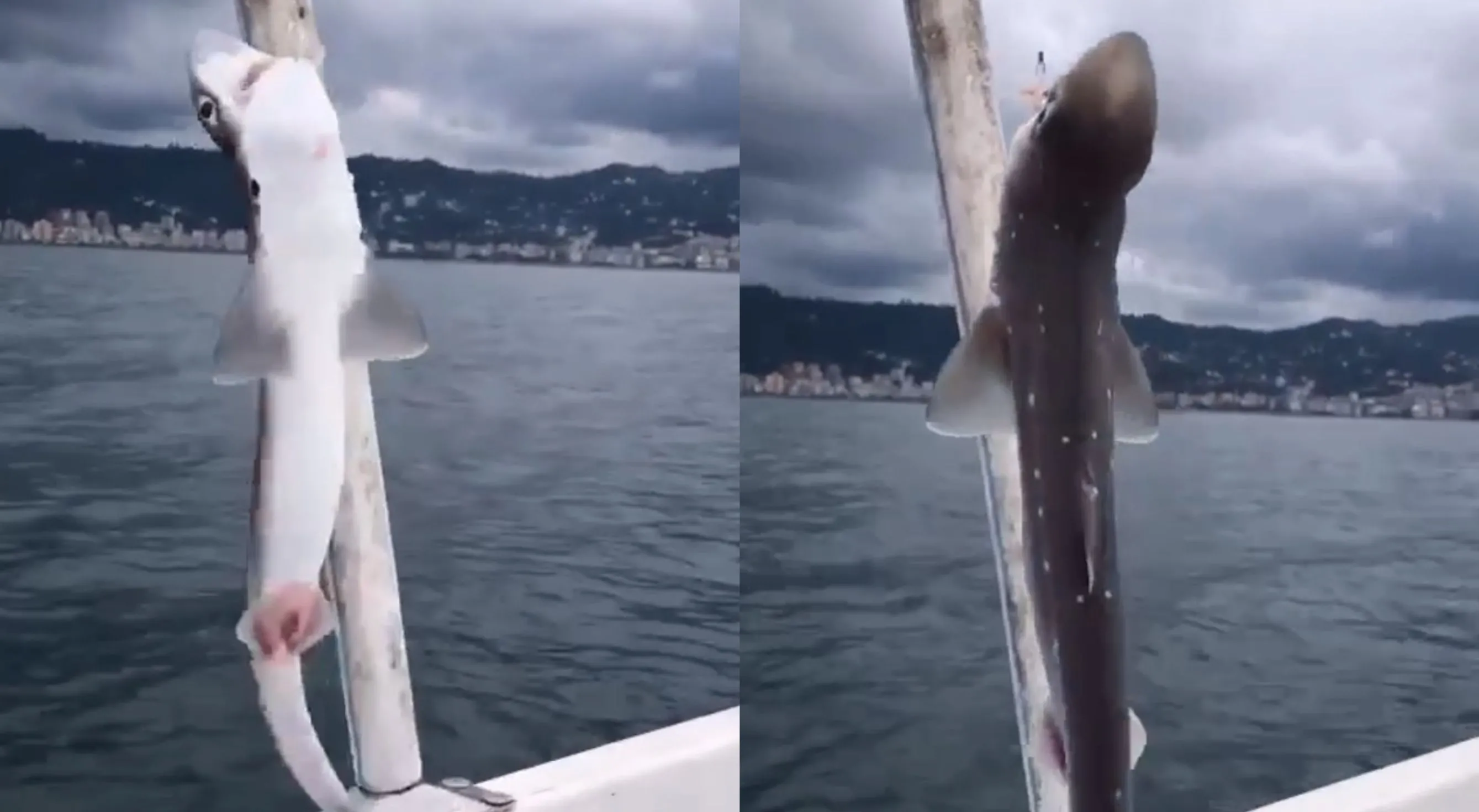 Rize'de amatör balıkçının oltasına yavru köpek balığı takıldı