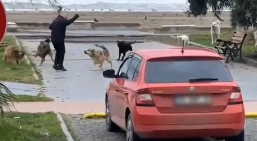 Sahilde köpekler vatandaşa saldırdı	