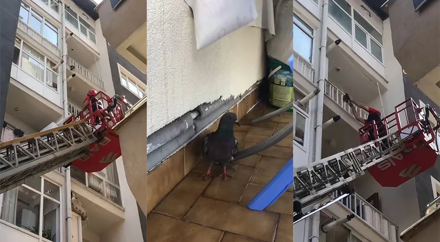 Rize'de çamaşır ipine takılan güvercinin yardımına itfaiye koştu