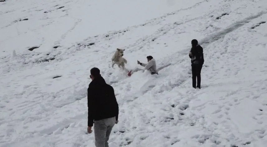 Ayder'de karda kayanlarla oynayan köpek renkli görüntüler oluşturdu