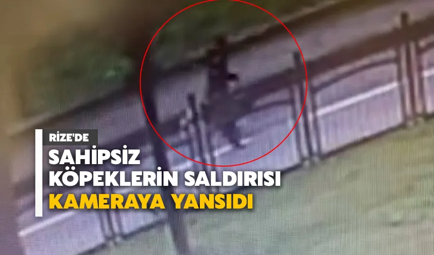 Rize'de sahipsiz köpeklerin saldırısı kameraya yansıdı