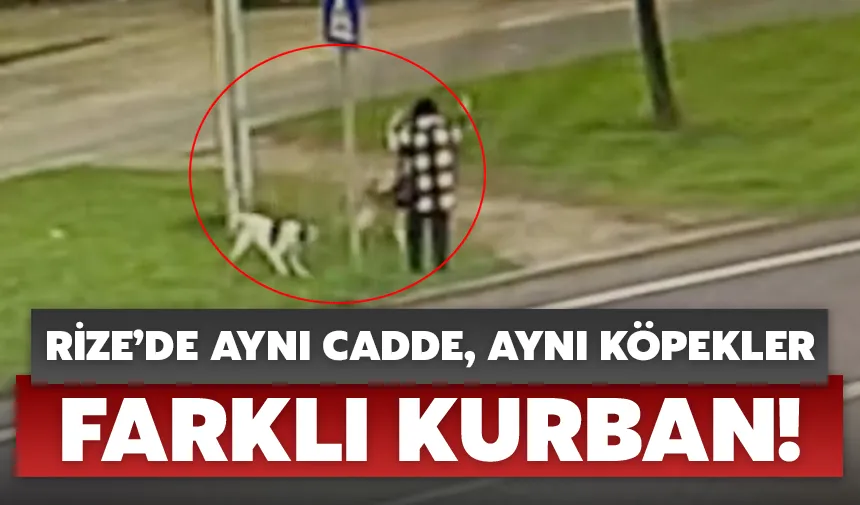 Rize’de aynı cadde, aynı köpekler, farklı kurban!