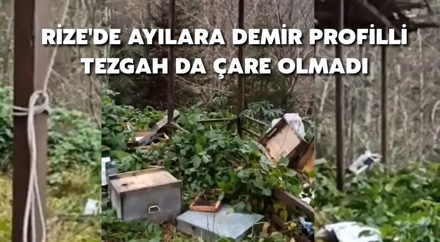 Rize'de ayılara demir profilli tezgah da çare olmadı